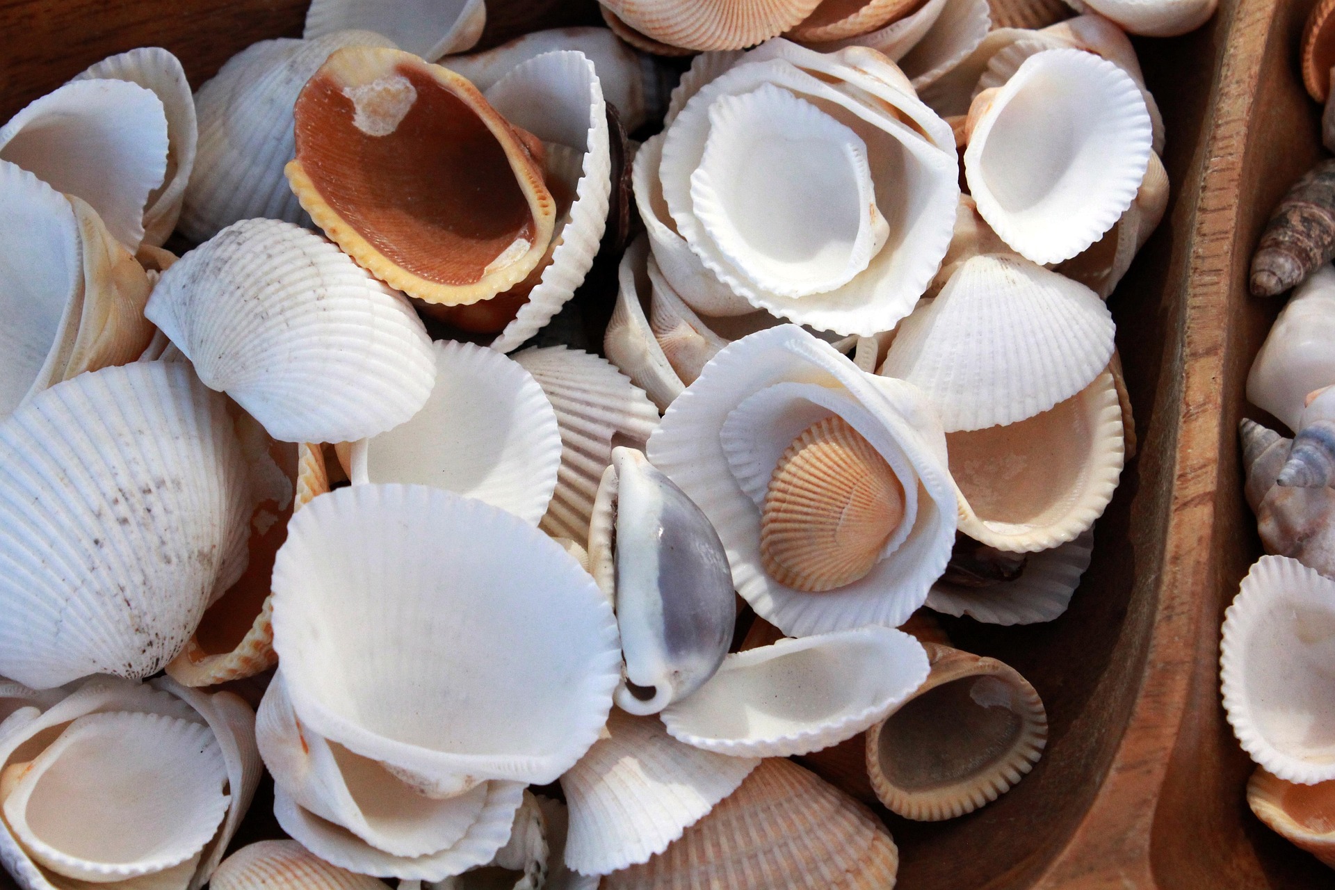 Shells