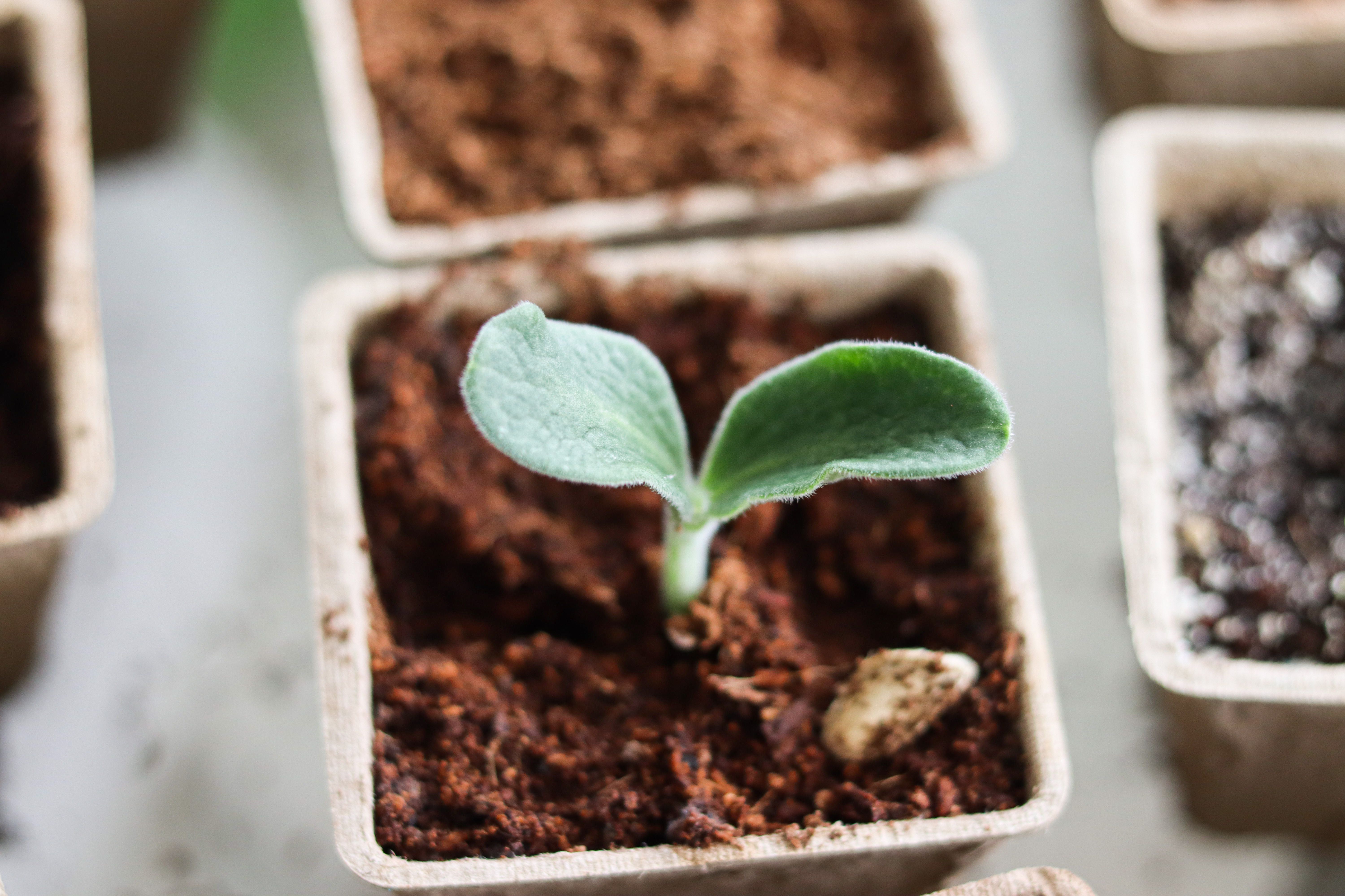 A Seedling