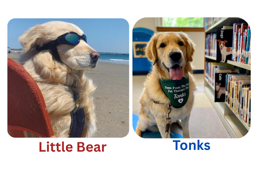 2 Therapy Dogs