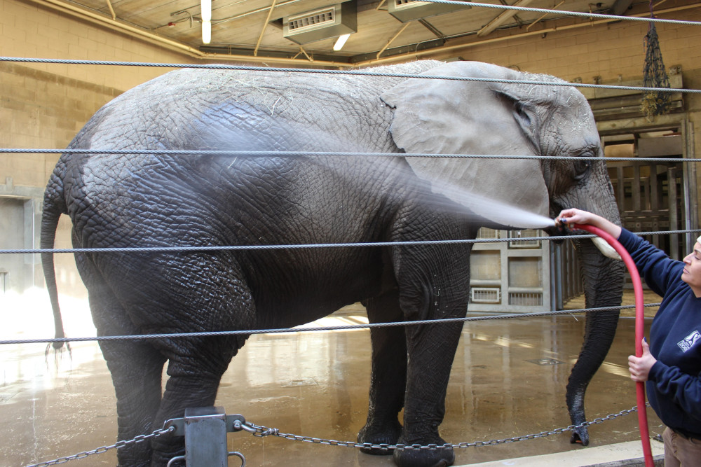An Elephant in a Zoo