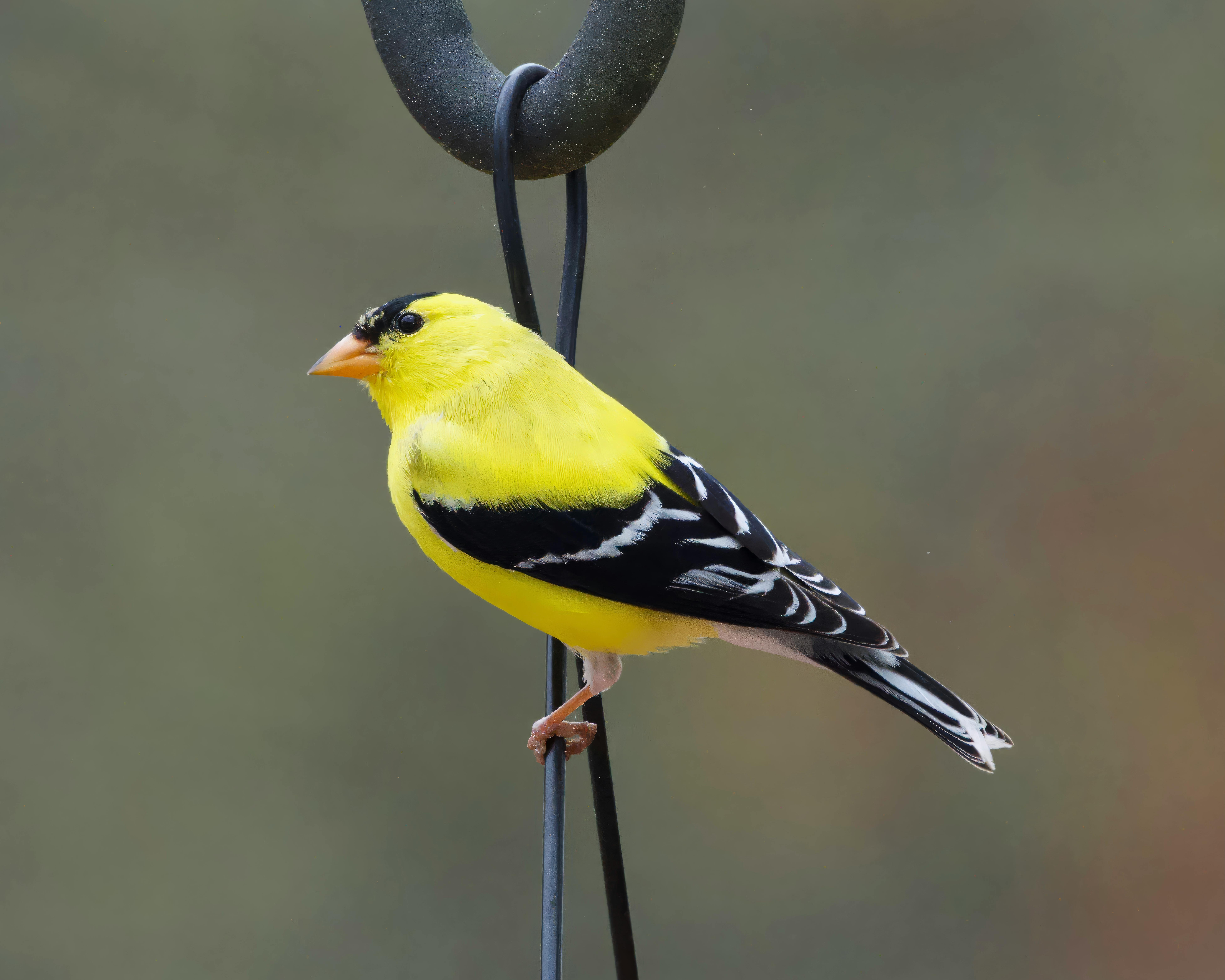 A Goldfinch