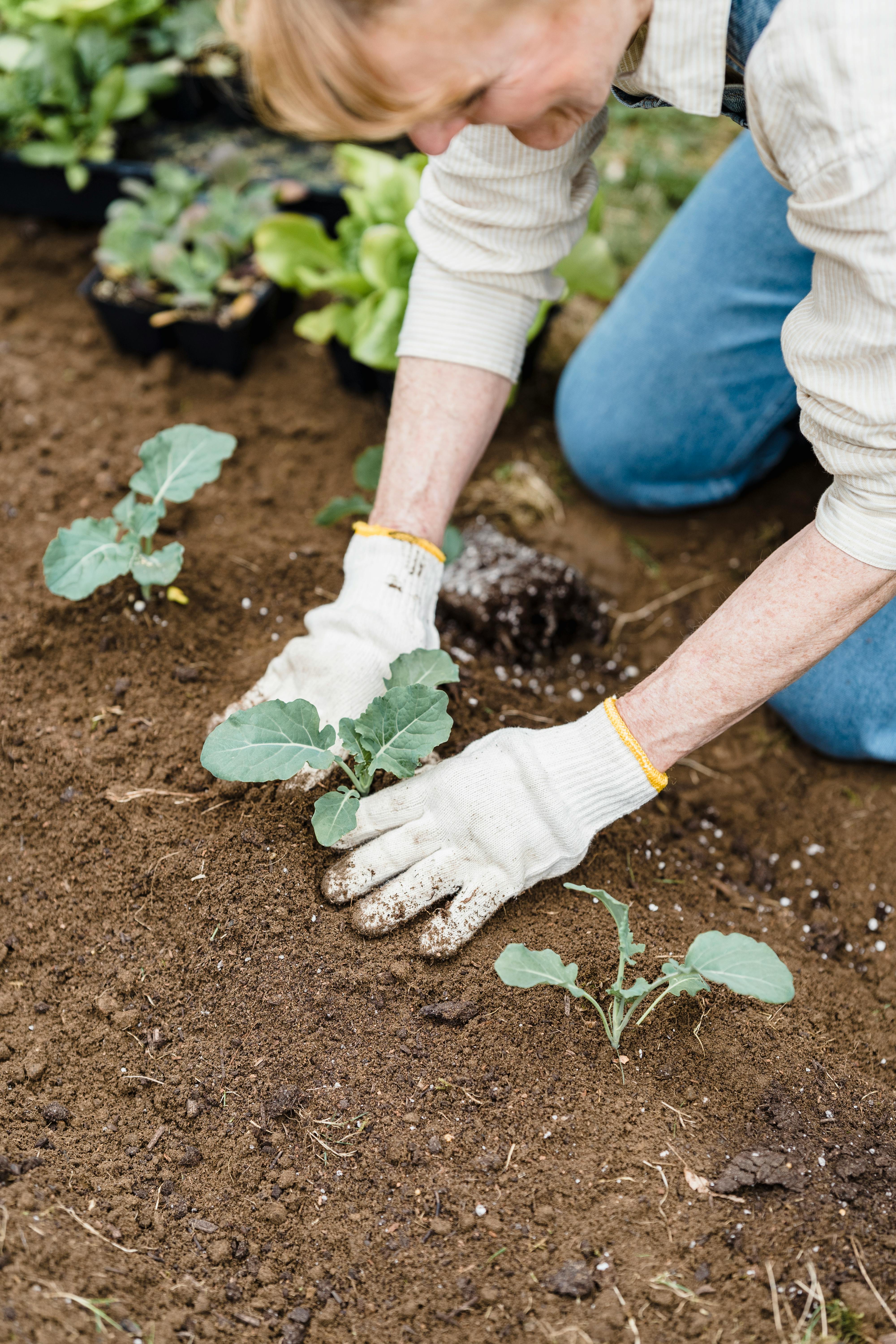 A Gardener Planting Vegetables