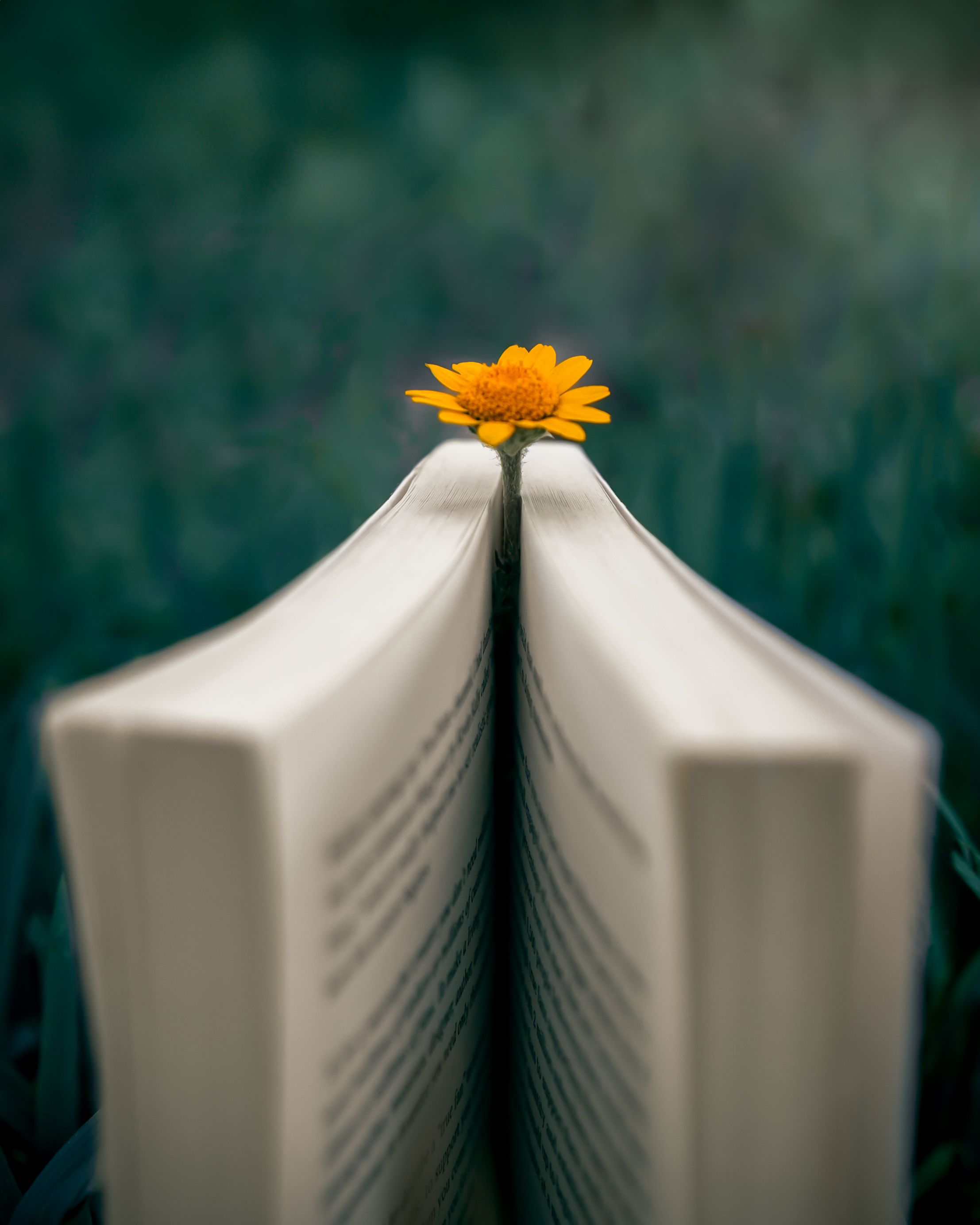 Book and Flower