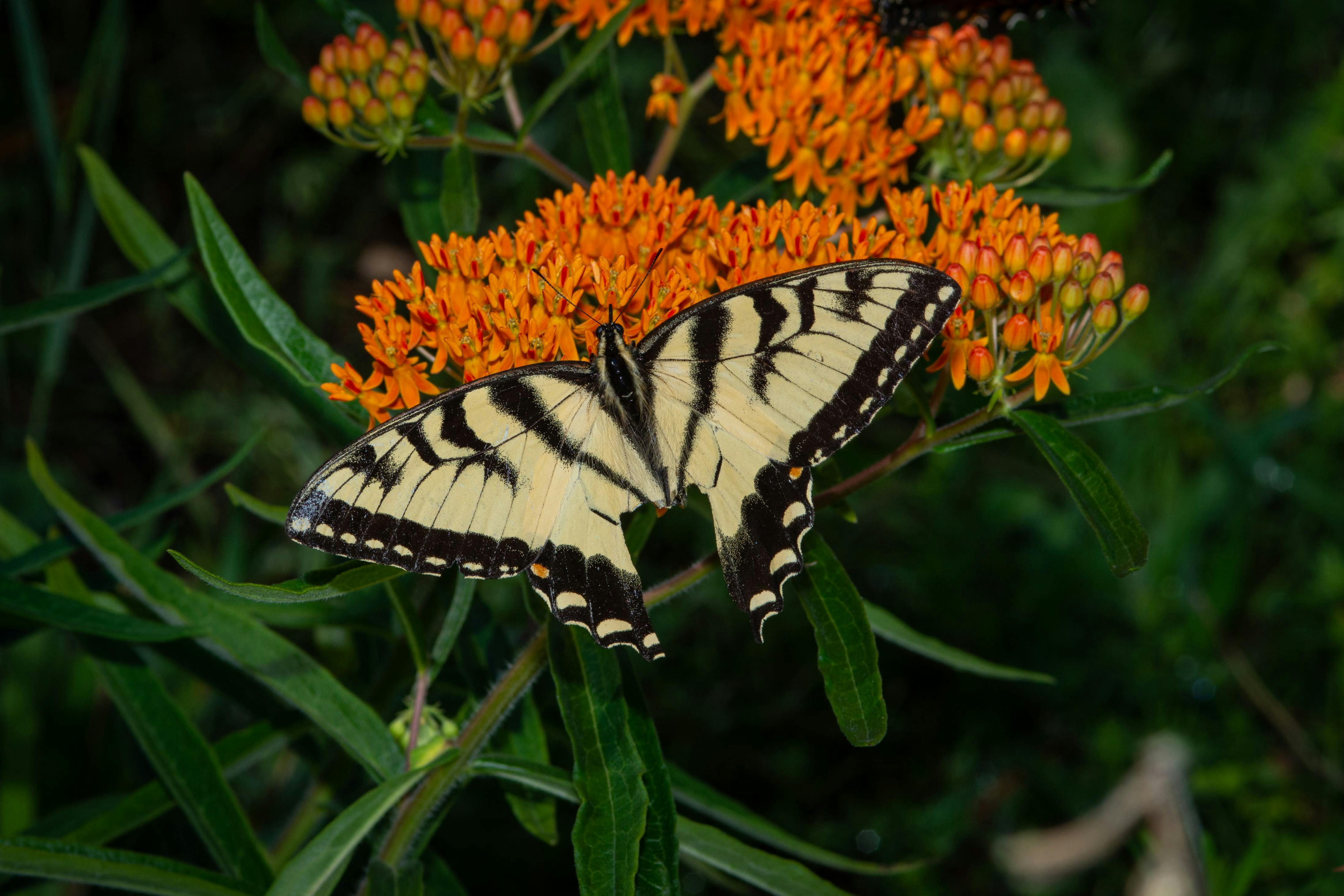 A Swallowtail Butterfly on Butterfly Week