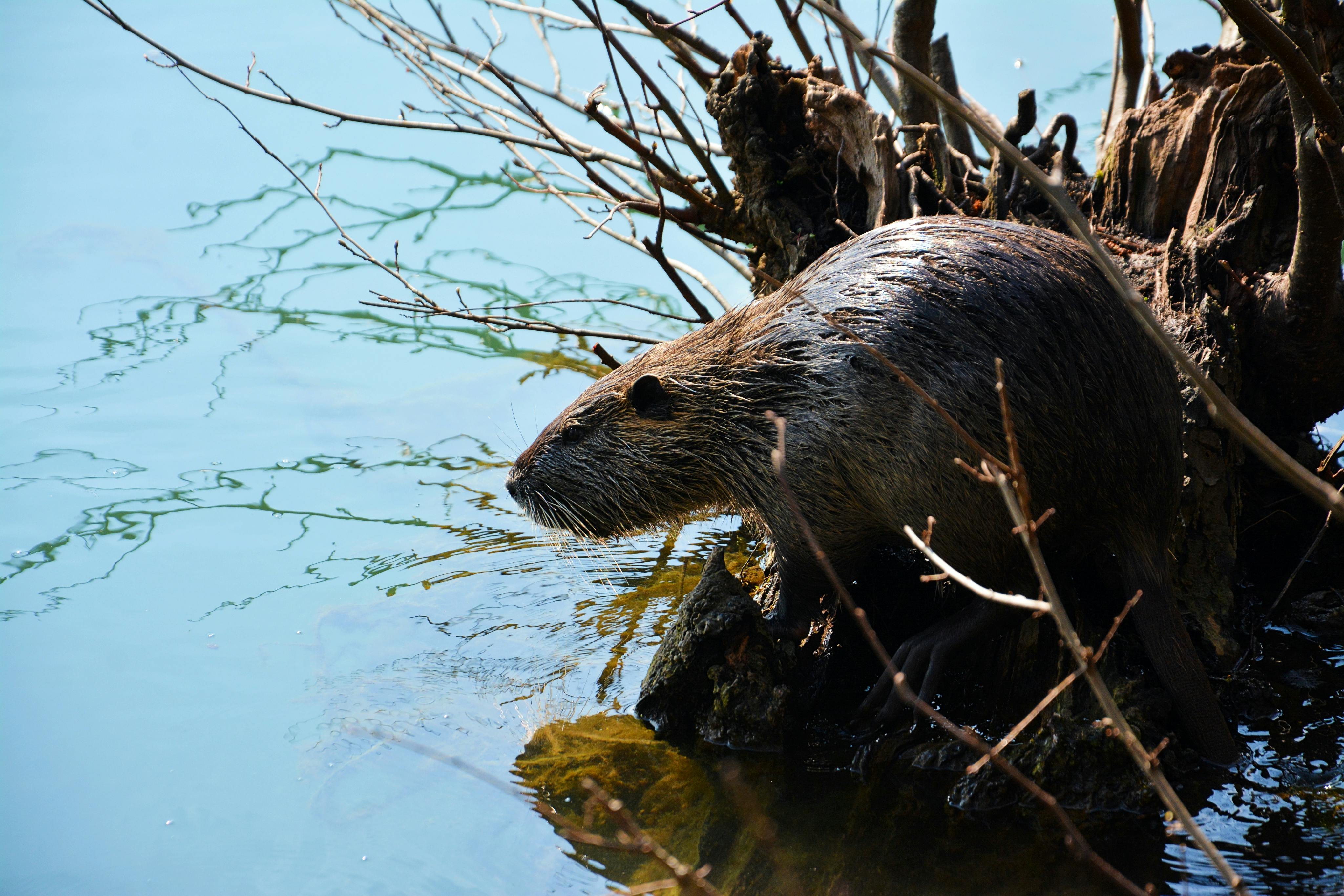 A Beaver