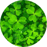 Shamrocks