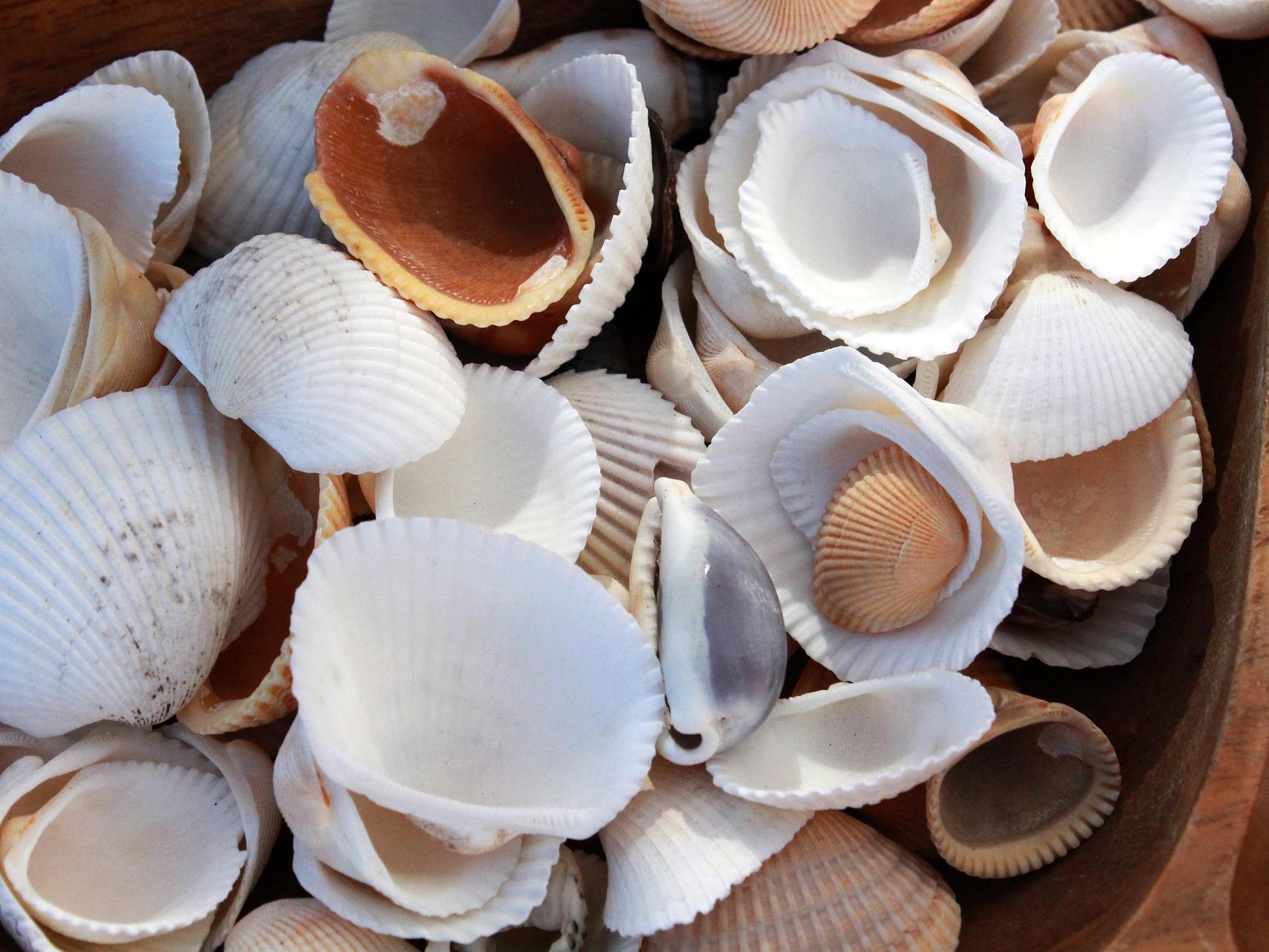 Shells