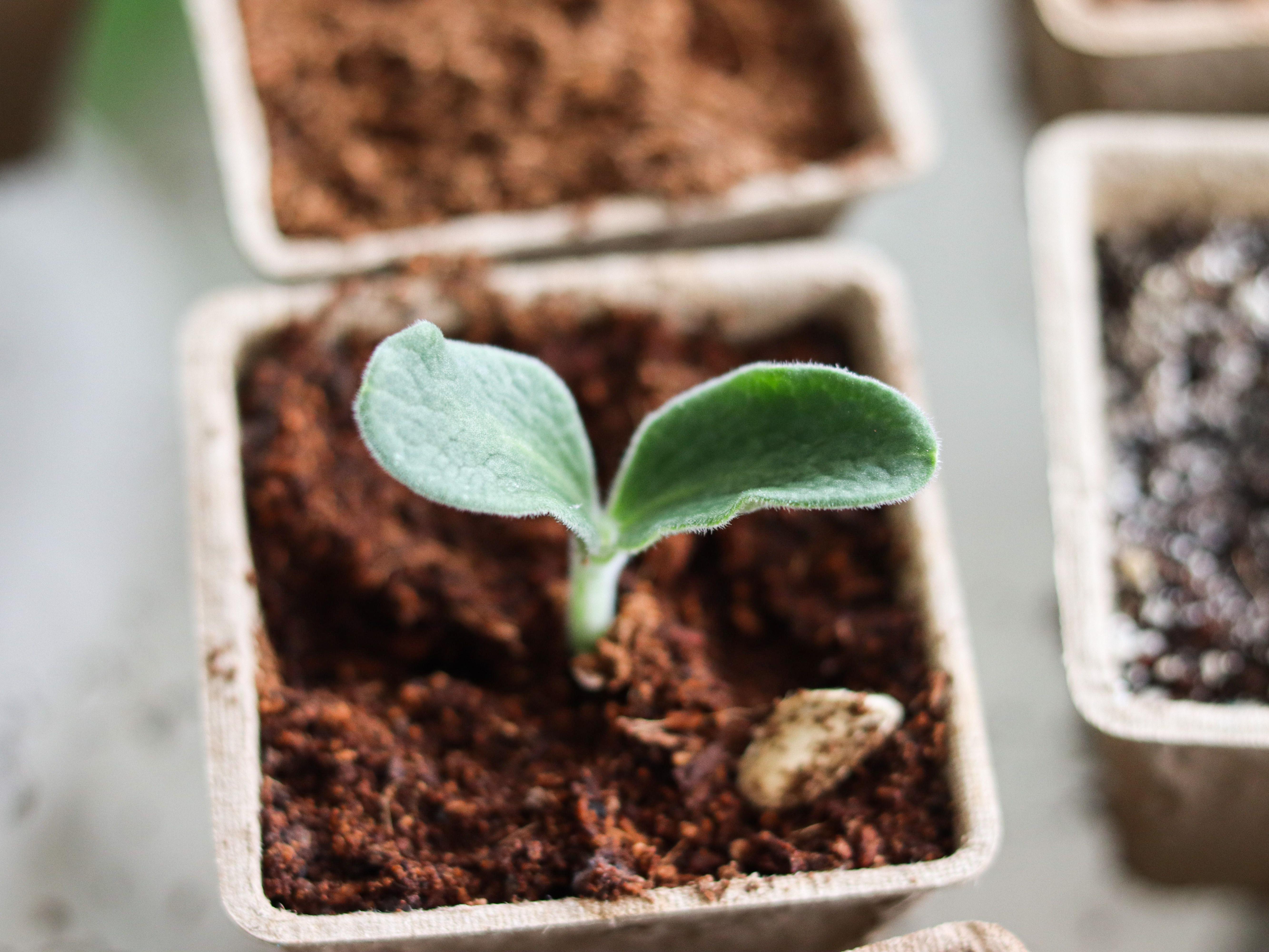 A Seedling