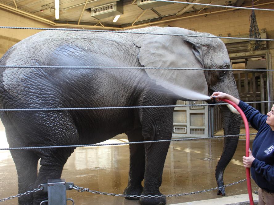 An Elephant in a Zoo
