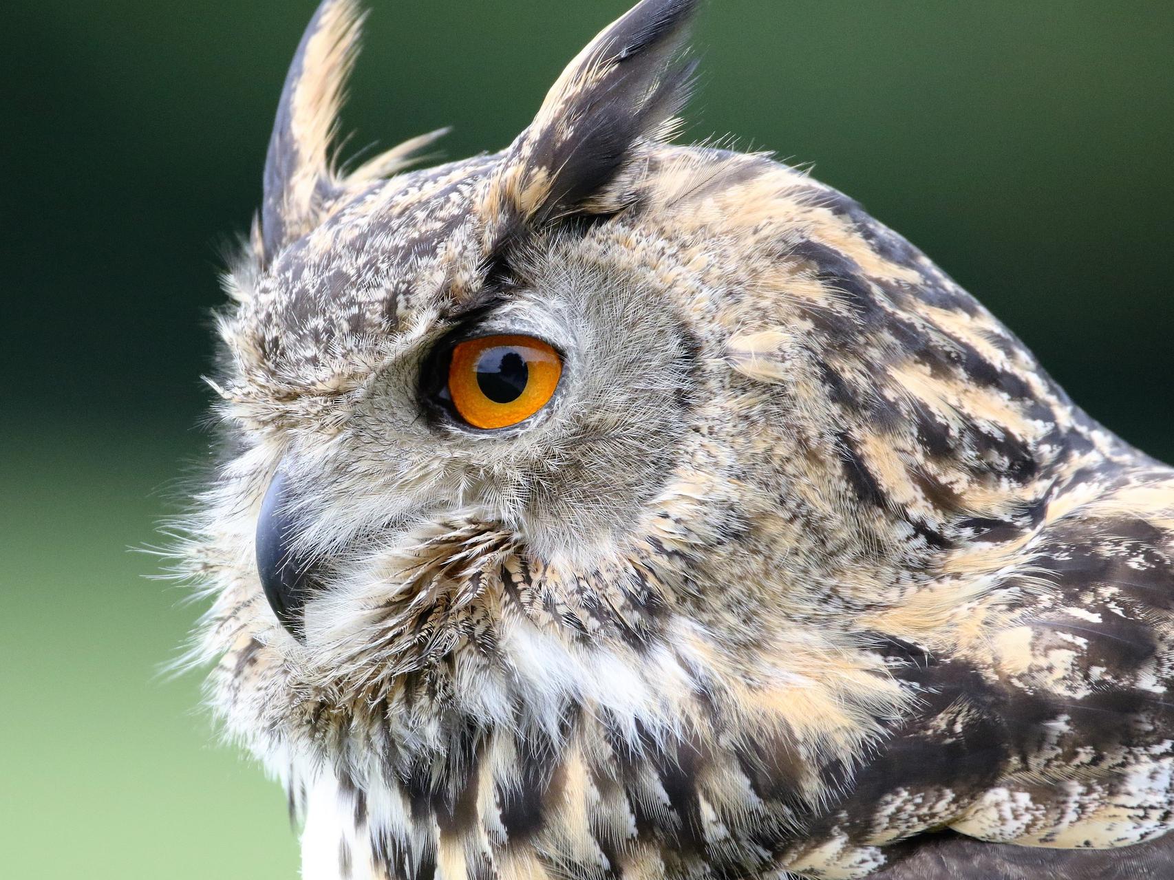 An Owl