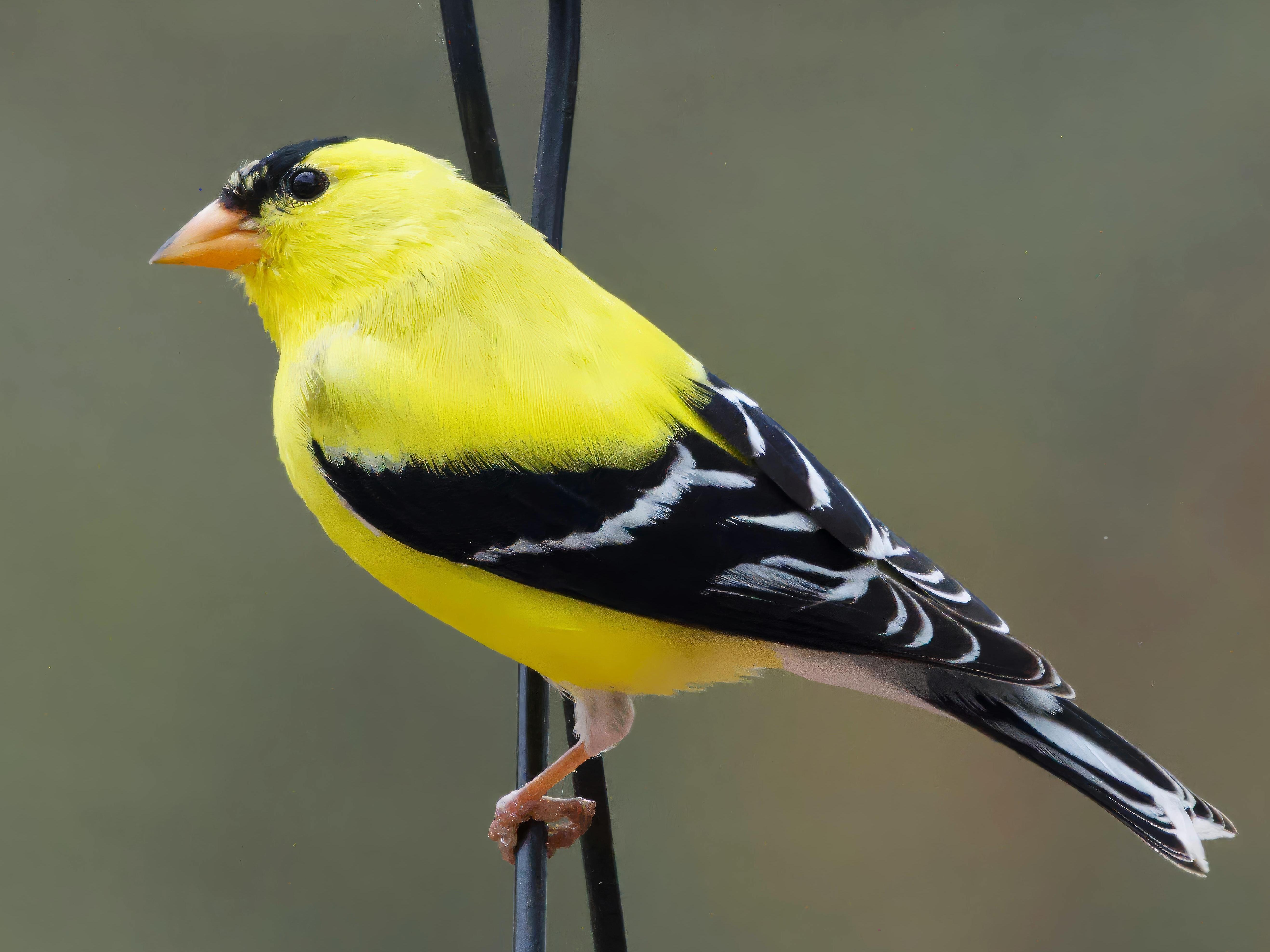 A Goldfinch
