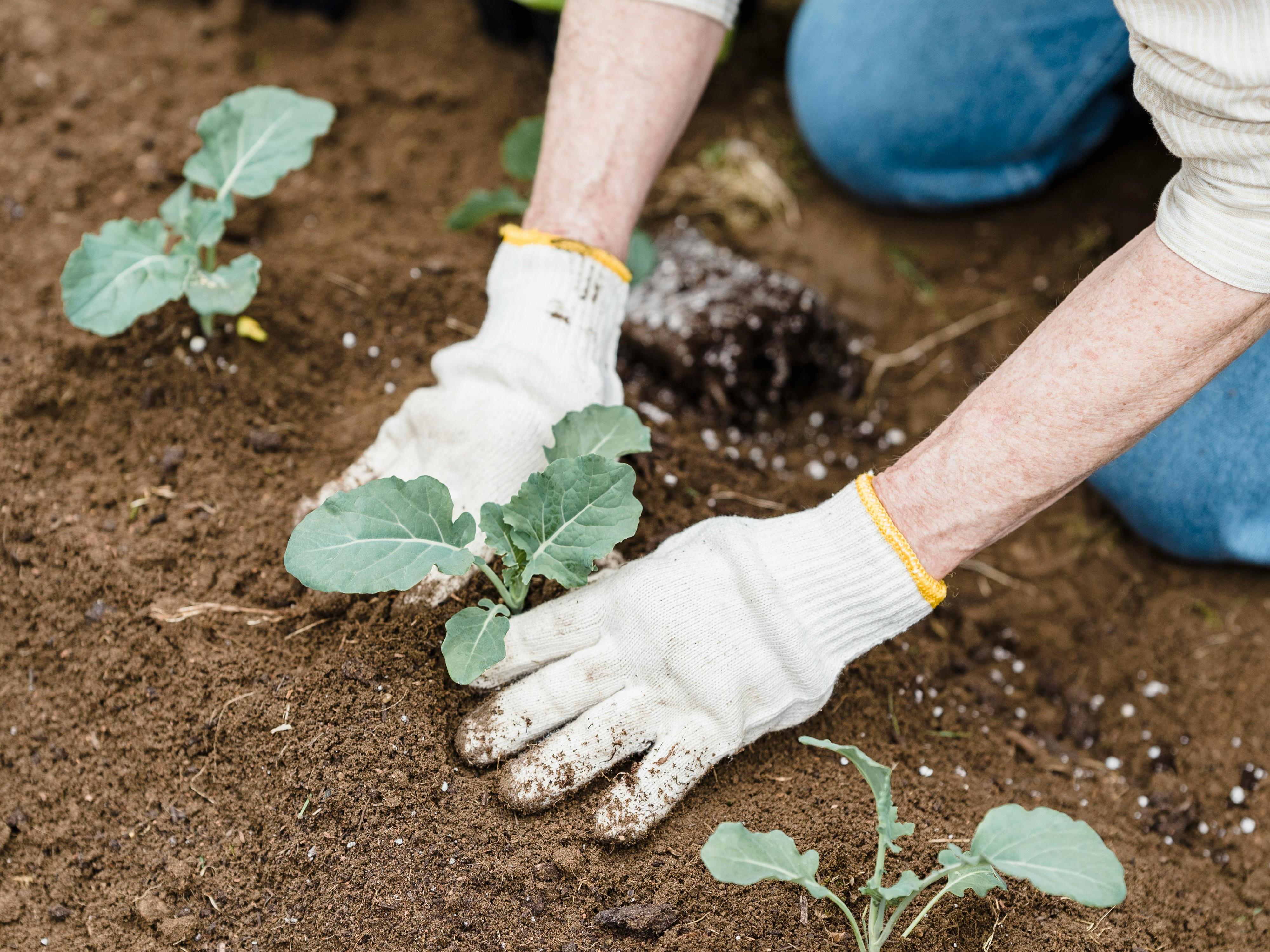 A Gardener Planting Vegetables