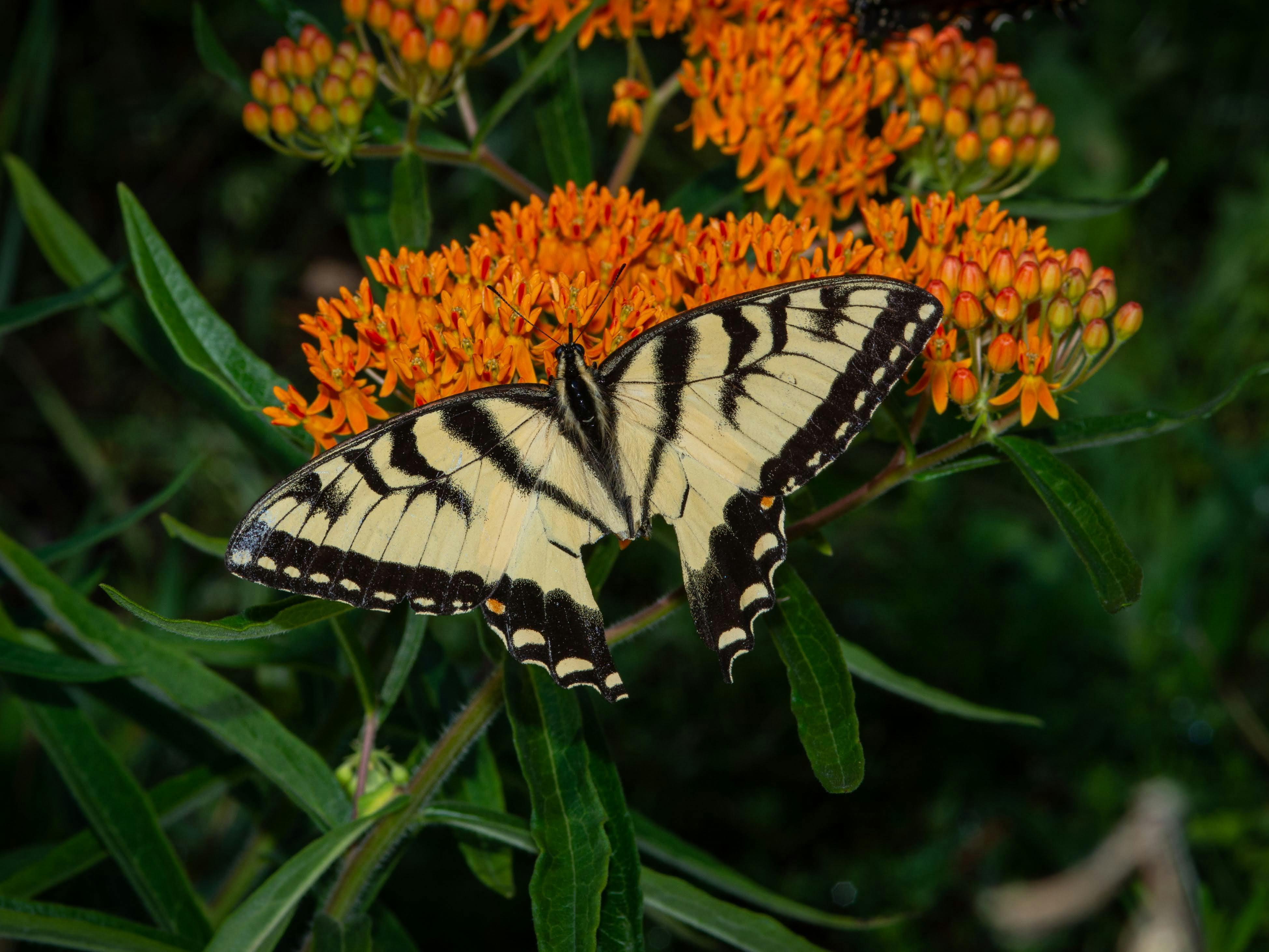 A Swallowtail Butterfly on Butterfly Week